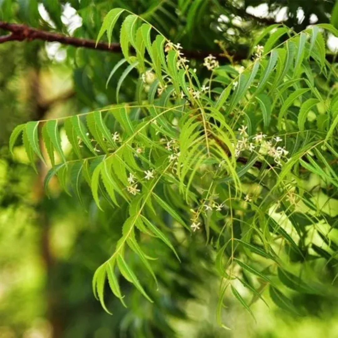 Neem Oil Control Face Wash